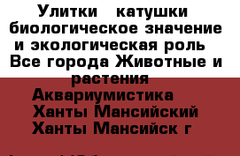 Улитки – катушки: биологическое значение и экологическая роль - Все города Животные и растения » Аквариумистика   . Ханты-Мансийский,Ханты-Мансийск г.